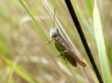 Crickets go through three major life stages.