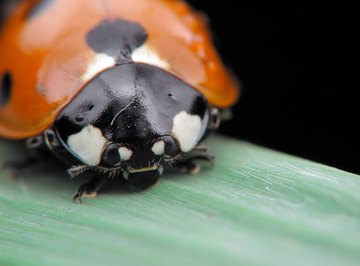 What Do Asian Lady Beetles Eat?