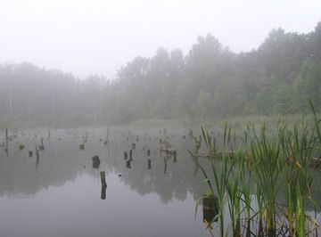 What Is the Human Impact on the Freshwater Biome?