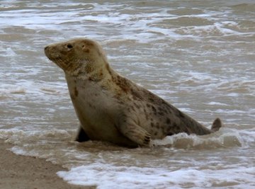 What Animals Eat Seals?