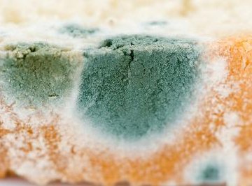 What Is the Difference Between White & Green Mold?