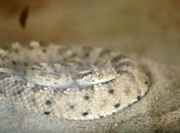 Sidewinder Snake Facts