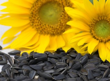 Sunflower seeds make a healthy snack.