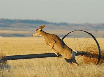 Body Parts of a Deer