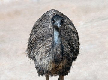 Adaptations of the Emu