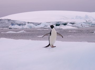 List of Antarctica Animals