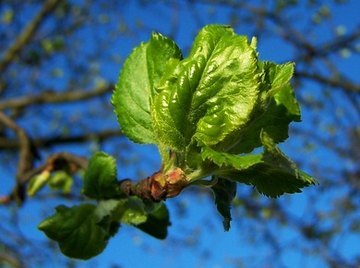 In the spring, buds open to produce new leaves.