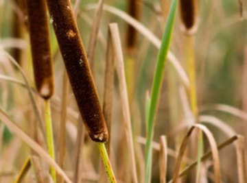 Cattail propagates quickly through creeping roots.