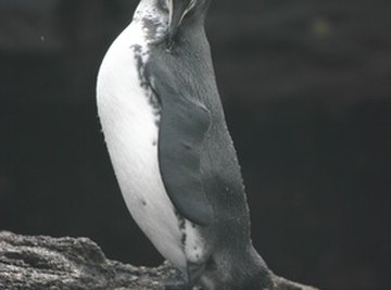 Galapagos Penguin Facts for Kids
