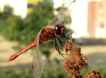 How to Pin a Dragonfly