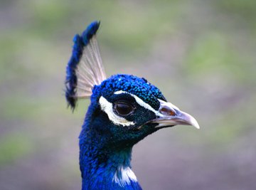 types of Peacocks