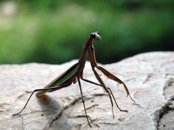 Body Parts of a Praying Mantis