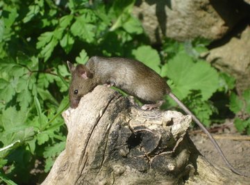 The common field mouse is native to parts of Europe and Asia.