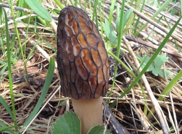 How to Identify Ohio Wild Mushrooms