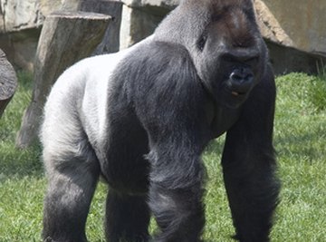 Facts About Silverback Gorillas