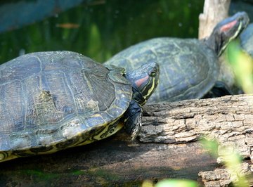 How to Identify Oklahoma Water Turtles