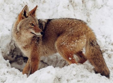 Could you tell the difference between a coyote print and a dog print?