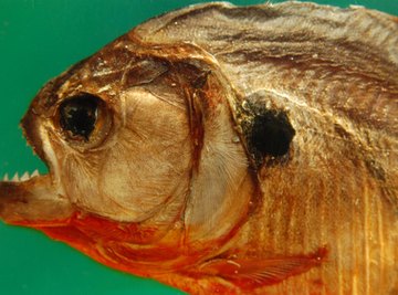 The Life Cycle of the Piranha