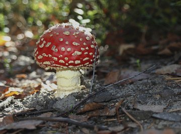 Types of Mushrooms in South Carolina