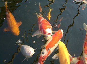How Do Koi Fish Reproduce in Freshwater Ponds?