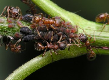 What Do Ants Eat?