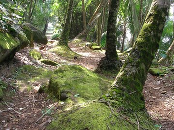 Many different plants live in the rainforest.
