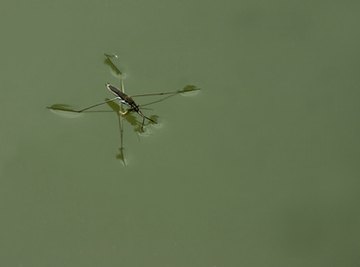 Why Can Certain Bugs Walk on Water?