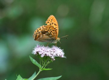 Insects and flowering plants have evolved together.