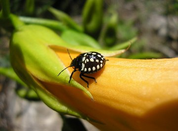 Lists of Things to Find in a Nature Scavenger Hunt for Teens