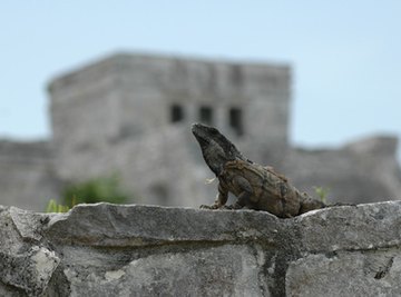 Importance of Reptiles in the Ecosystem