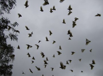 Why don't birds collide when they are flying close together in tight flocks?