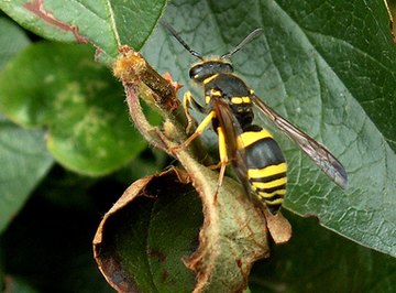 Many wasps have bright yellow stripes.