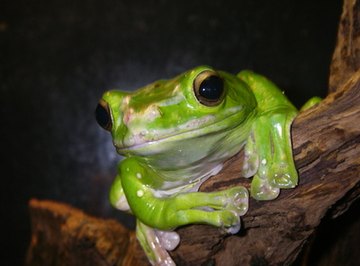 Rainforest Ecosystem School Projects