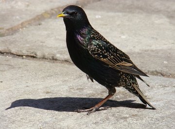 How to Get Rid of Starlings