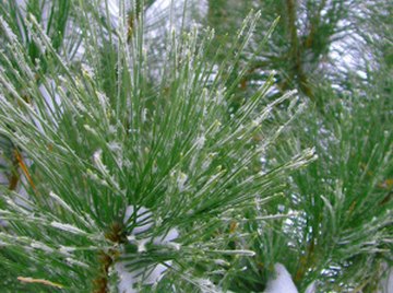 White pine is still an important paper-producing tree.