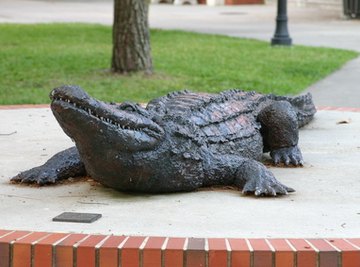 Parts of an Alligator Body