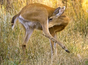 Why Would a Deer Be Losing Its Hair?