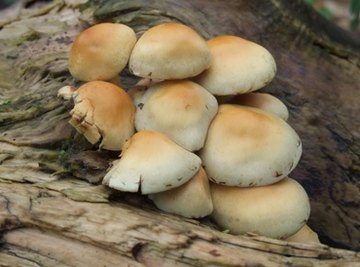 You can collect edible fungus from trees.