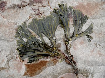 Seaweed is actually a type of algae.