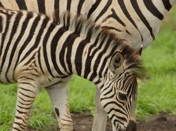 Facts on Zebra Babies