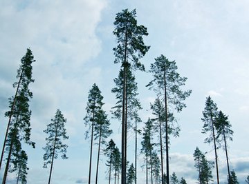 The Disadvantages of Shelterwood Cutting