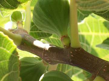 Fruit bats and other animals are responsible for the spread of fig seeds.