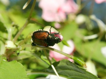 Complaints of Japanese beetle damage have been increasing over the past few years.