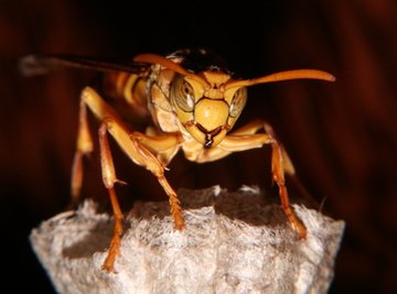 How to Preserve Hornet Bee Hives