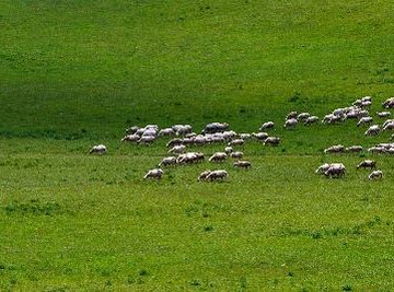 What Are the Functions of the Grassland Ecosystem?