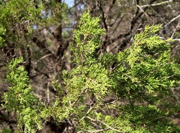 Types of Ecosystems in Texas