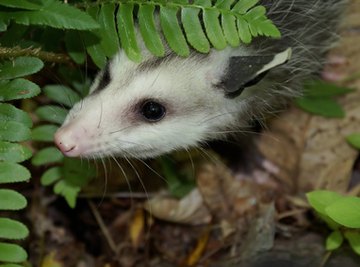 Adaptation of an Opossum