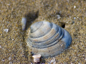 Clams use the material around them to build their shells.