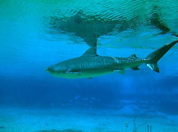 Life Cycle of a Shark