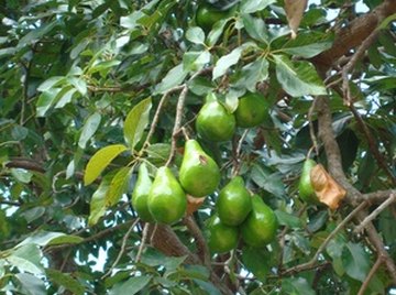 A pear tree provides fruit, shade, and can beautify a yard.